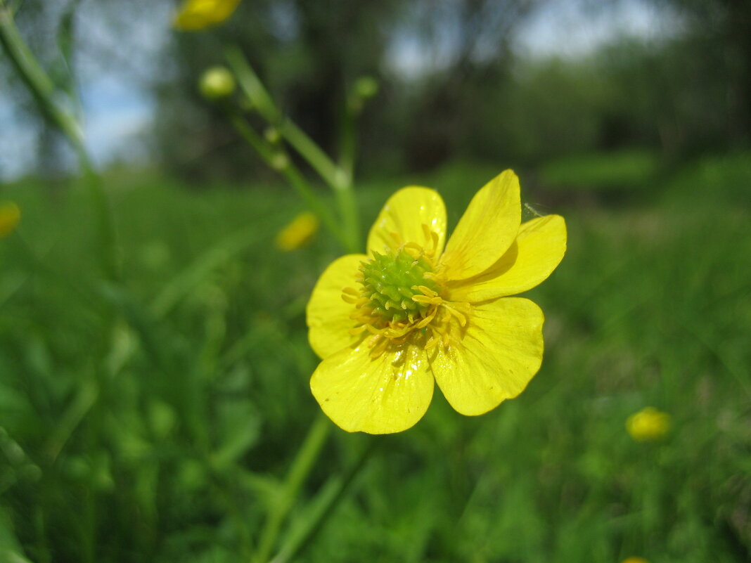 Лютик - Anna Ivanova