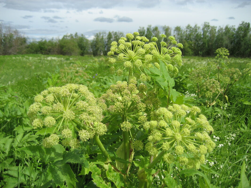 Дудник - Anna Ivanova