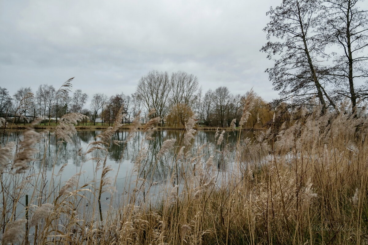 Январский тростник... - Николай Гирш Январский тростник... - Николай Гирш