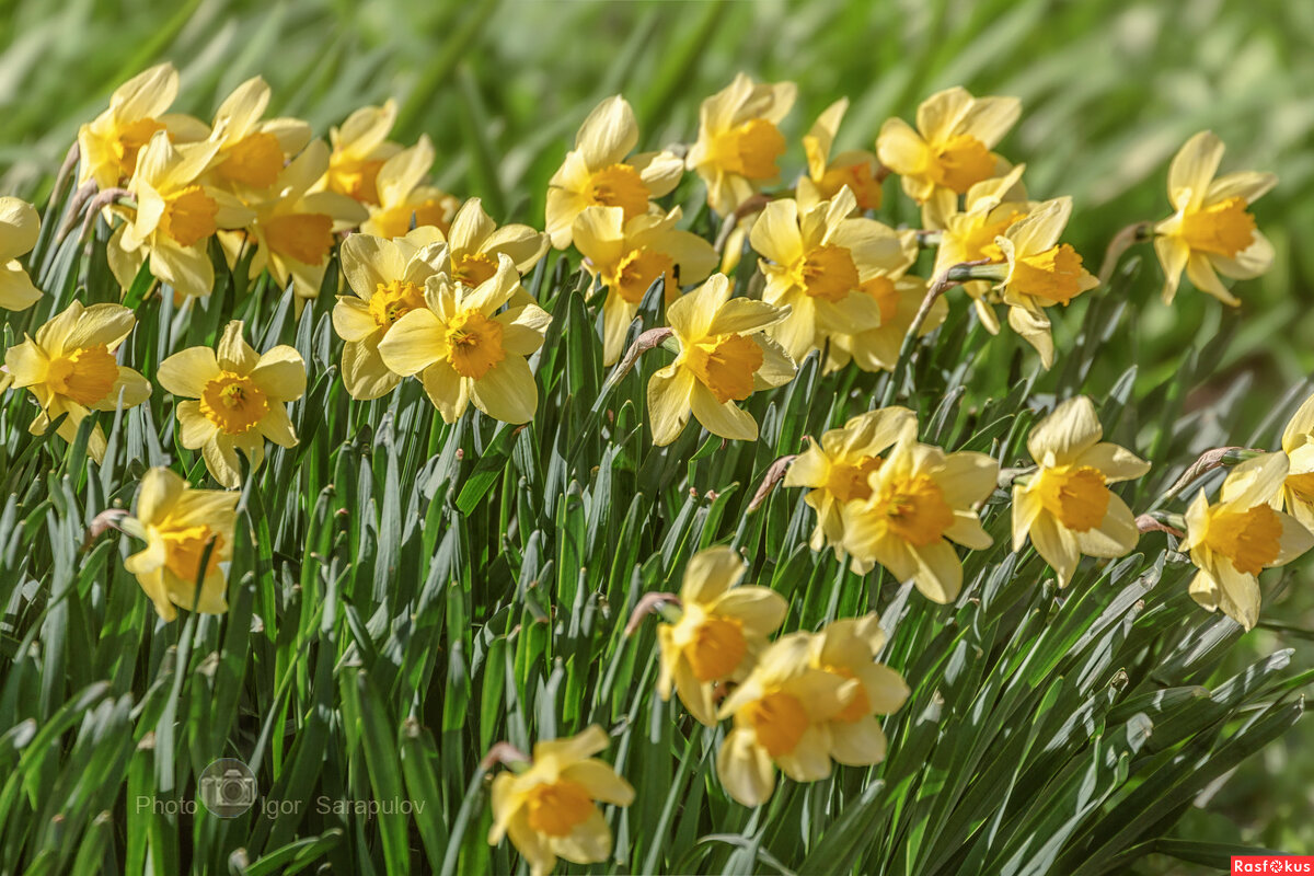 С наступающим праздником 8 Марта! - Игорь Сарапулов С наступающим праздником 8 Марта! - Игорь Сарапулов
