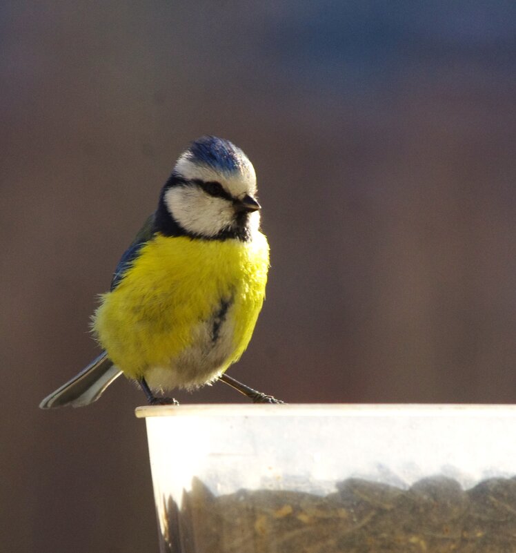 "Завоевательница" :) - Юрий Куликов