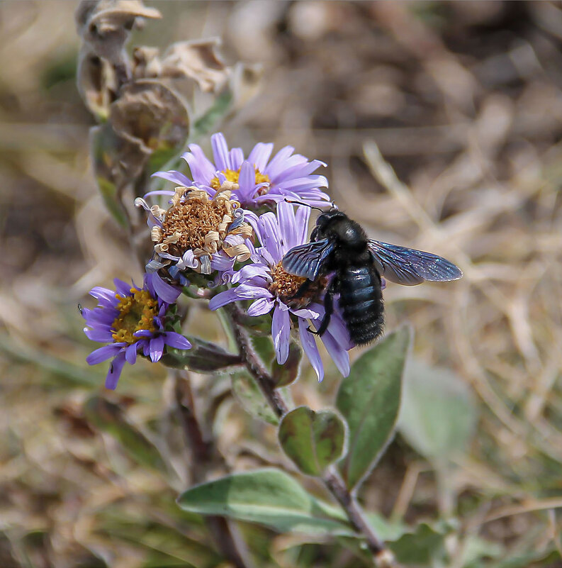 кто-то на цветке - РозаВетроф кто-то на цветке - РозаВетроф