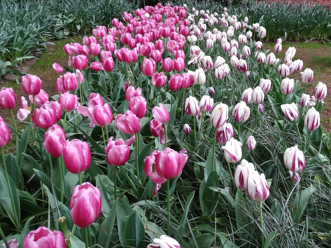 Тюльпанчики - svk * Тюльпанчики - svk *