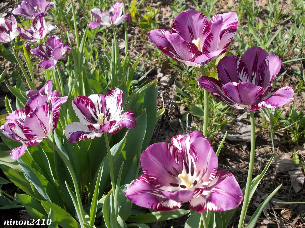 С праздником, милые дамы, девушки, девочки! - Нина Бутко