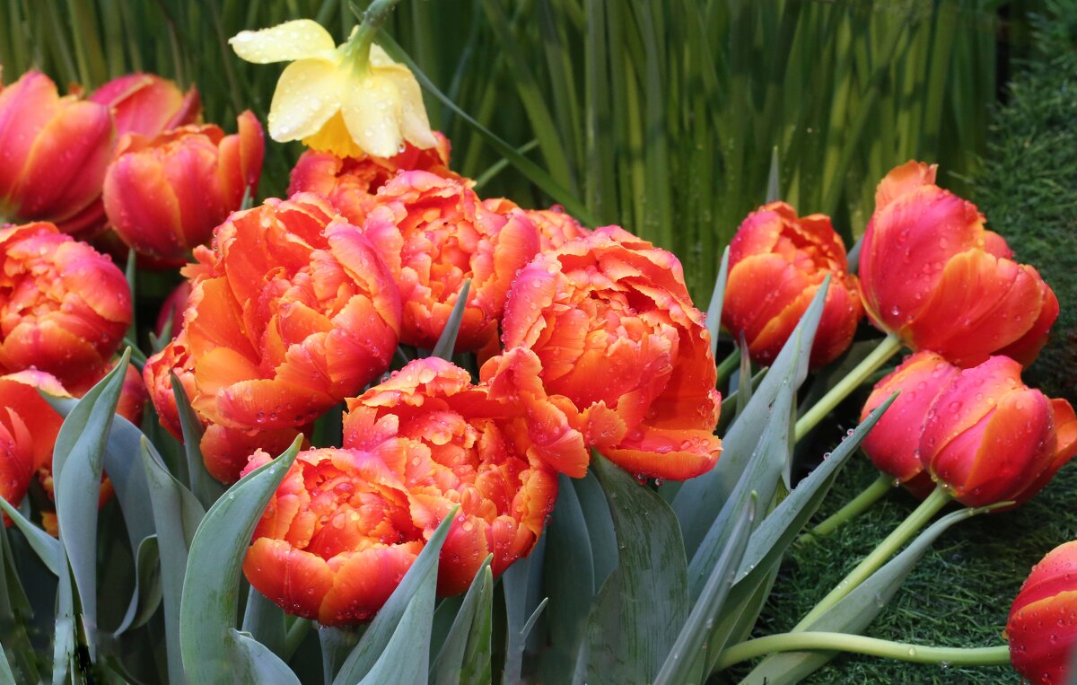 С Праздником! - ZNatasha - С Праздником! - ZNatasha -