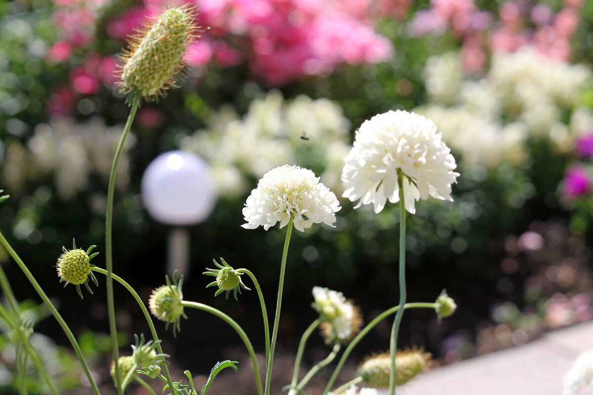 С наступающим праздником 8 марта! - tamara kremleva С наступающим праздником 8 марта! - tamara kremleva