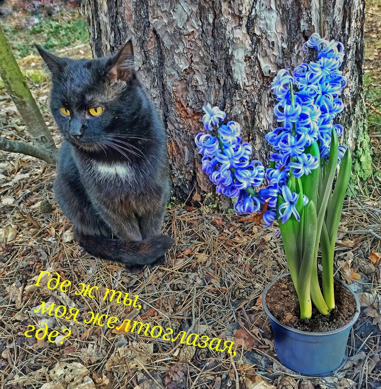 — Где ж ты, моя желтоглазая, где ! ? - veilins veilins