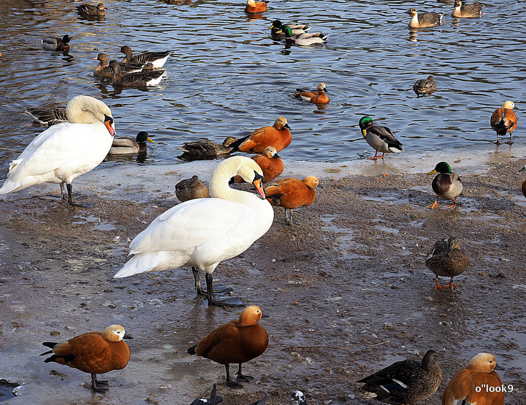 в ожидании тепла - Олег Лукьянов в ожидании тепла - Олег Лукьянов