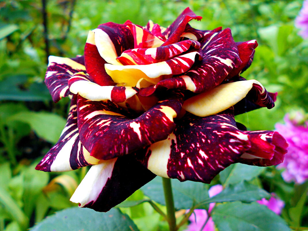 Милые, дорогие женщины, с наступающим Праздником вас!.. - Константин Штарк