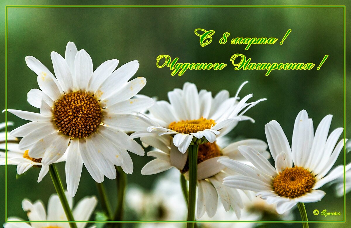 С 8 марта ! - Aquarius - Сергей С 8 марта ! - Aquarius - Сергей