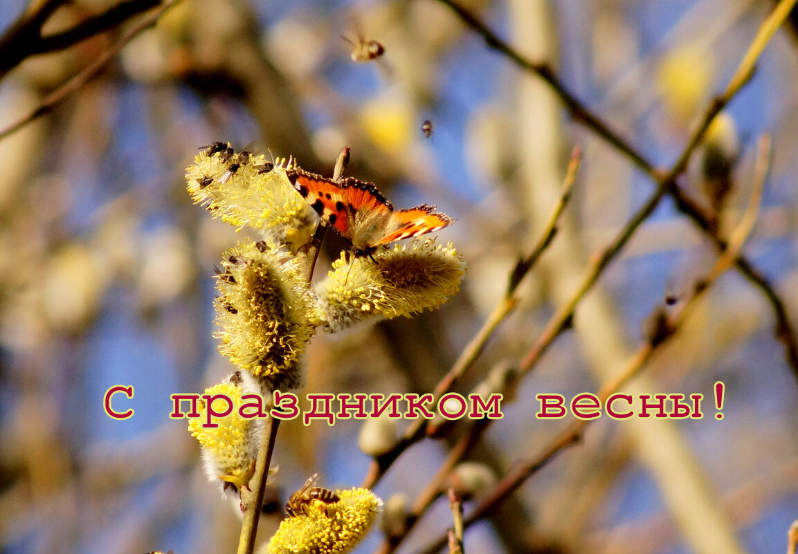 С 8 Марта! - Александр Прокудин