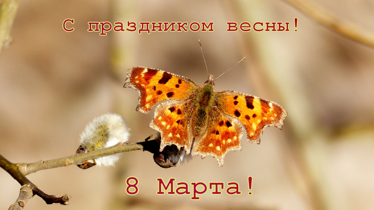 С 8 Марта! - Александр Прокудин