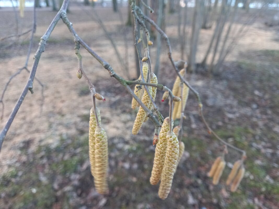 Орешник - Сапсан 