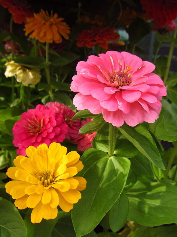 С праздником вас, дорогие и любимые! - Андрей Лукьянов С праздником вас, дорогие и любимые! - Андрей Лукьянов