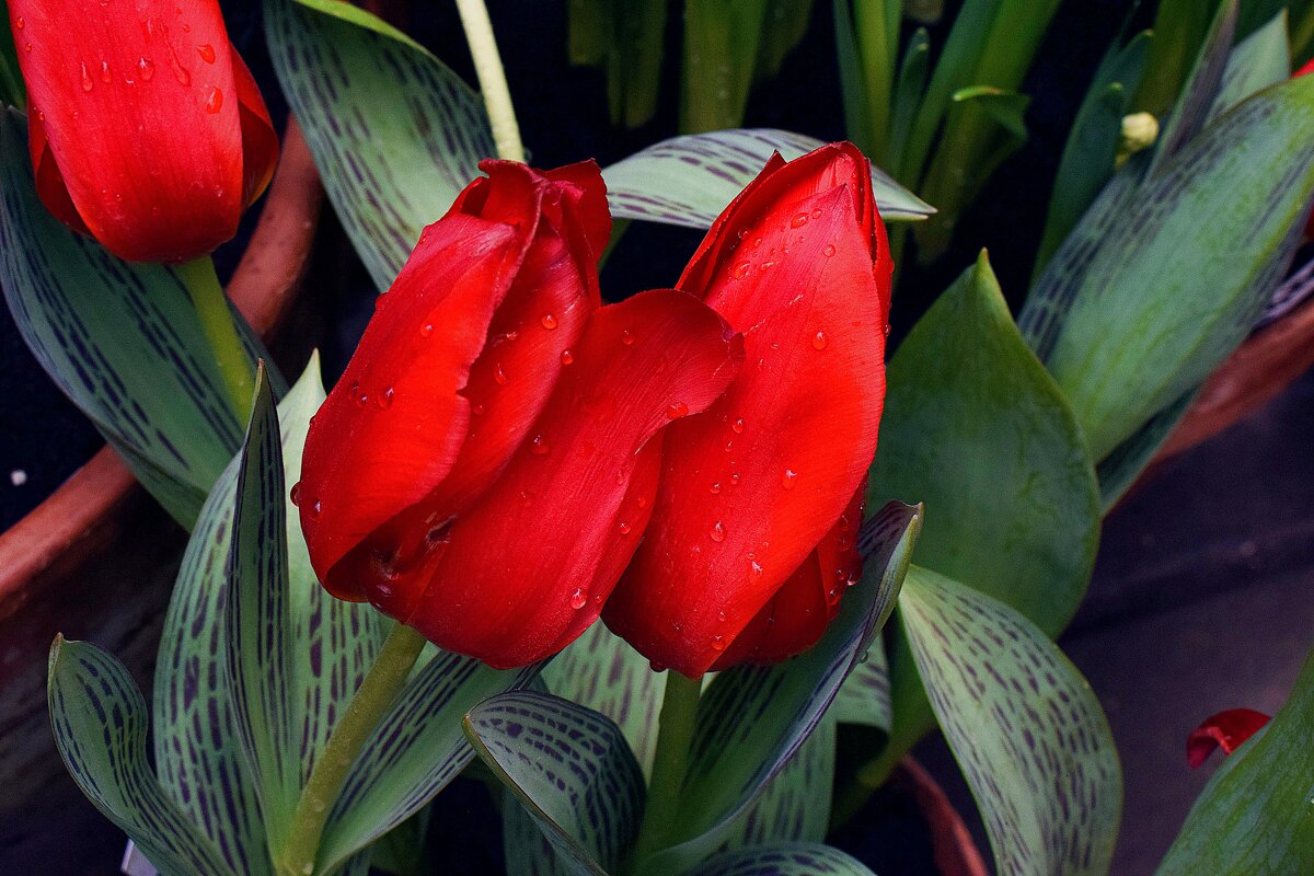 Алые. - Татьяна Помогалова