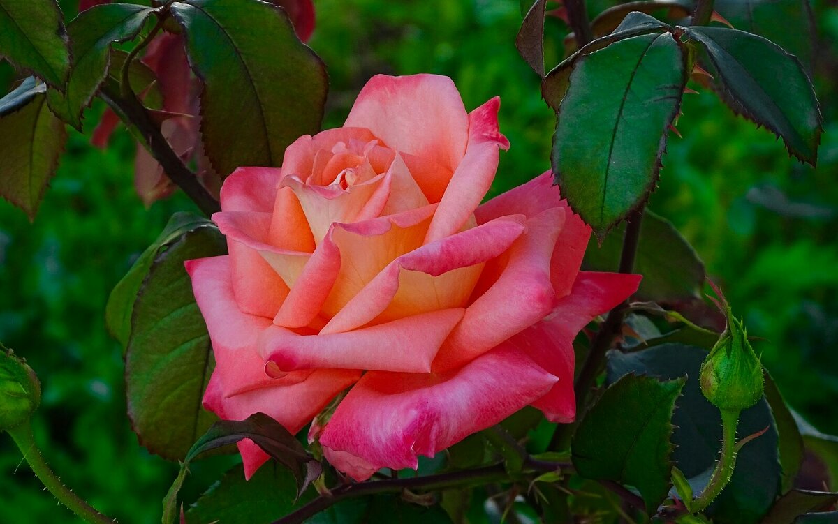 Поздравляю всех милых дам с Днём 8-е Марта! - Милешкин Владимир Алексеевич Поздравляю всех милых дам с Днём 8-е Марта! - Милешкин Владимир Алексеевич