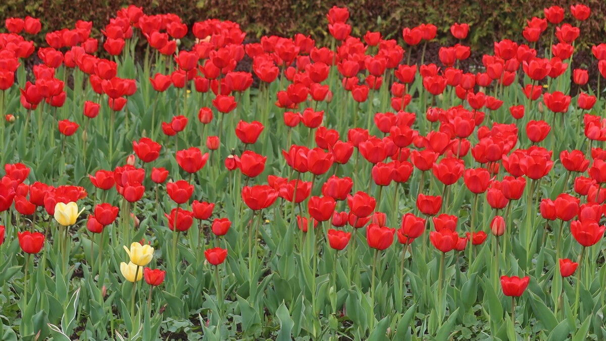 С Праздником 8 Марта! - Дмитрий И_