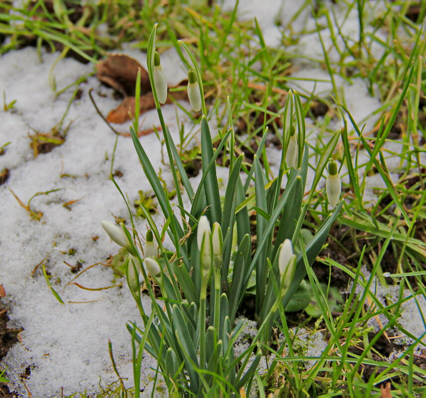 Мои поздравления милым дамам с праздником весны - Андрей K. Мои поздравления милым дамам с праздником весны - Андрей K.