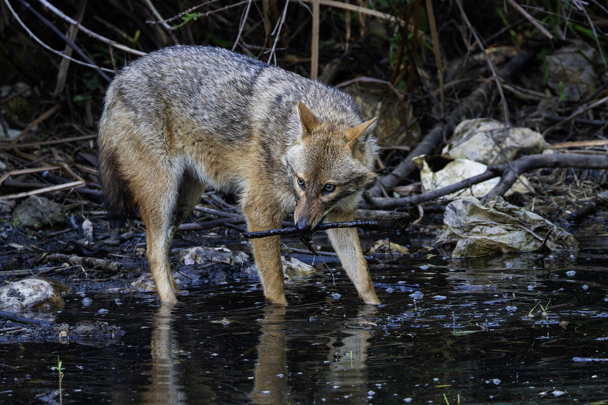 Золотистый шакал. - Alexander Amromin Золотистый шакал. - Alexander Amromin