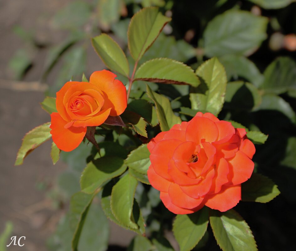 Роза — символ совершенства - Любовь Сахарова