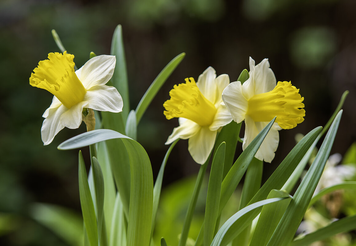 С праздником весны ! - Alexander Amromin С праздником весны ! - Alexander Amromin