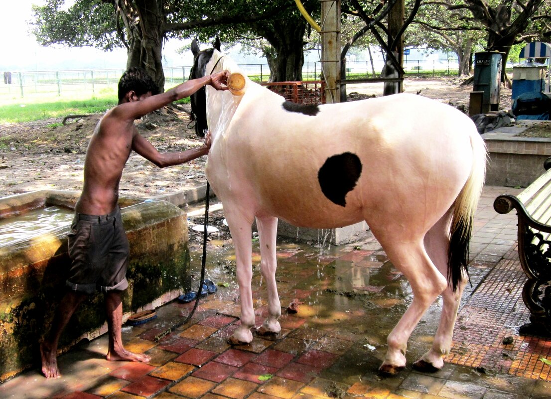 "Далматин"? - Игорь Матвеев 