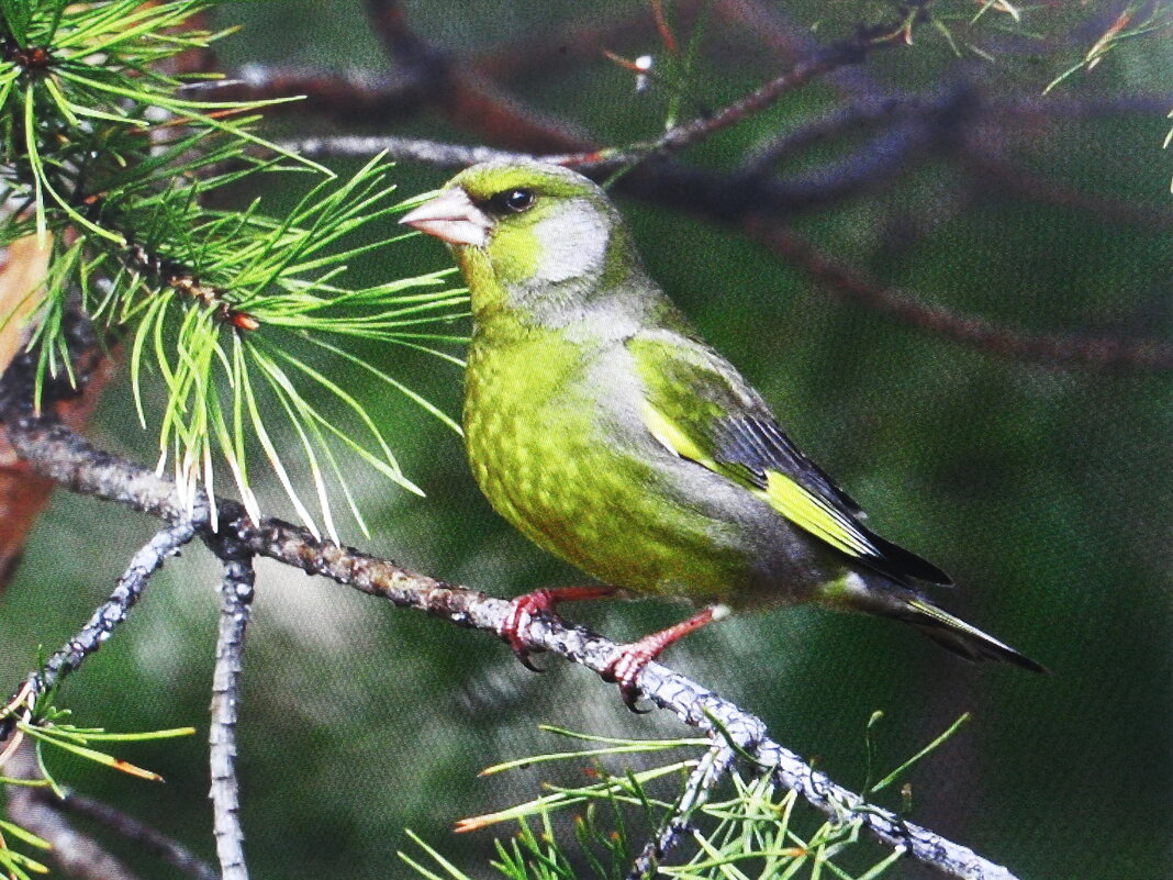 В поисках еды - Людмила Смородинская В поисках еды - Людмила Смородинская