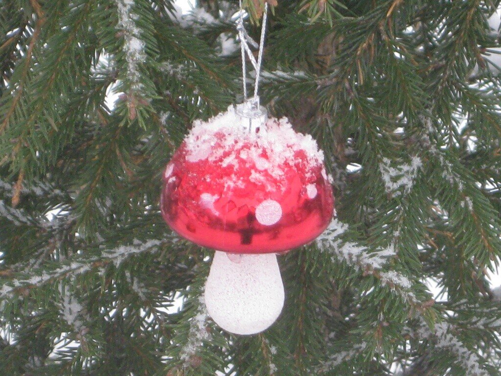 Грибок под снегом - Дмитрий Никитин