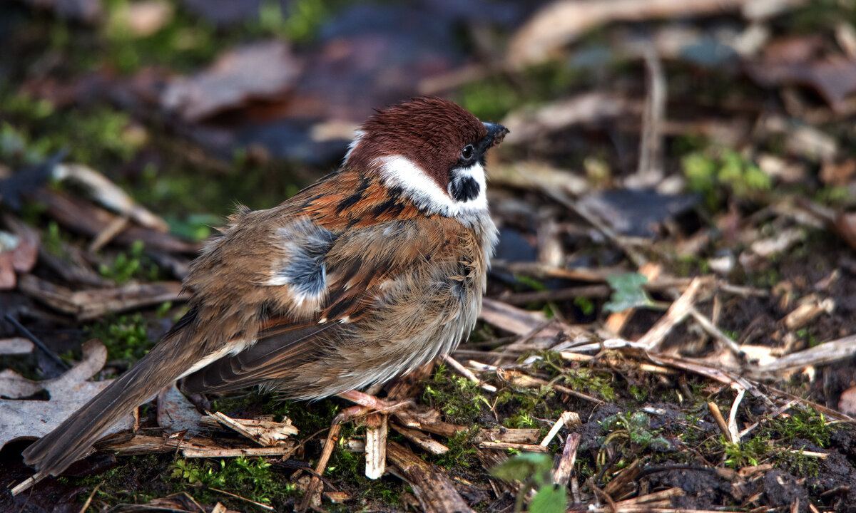 *** - Владимир Безбородов *** - Владимир Безбородов