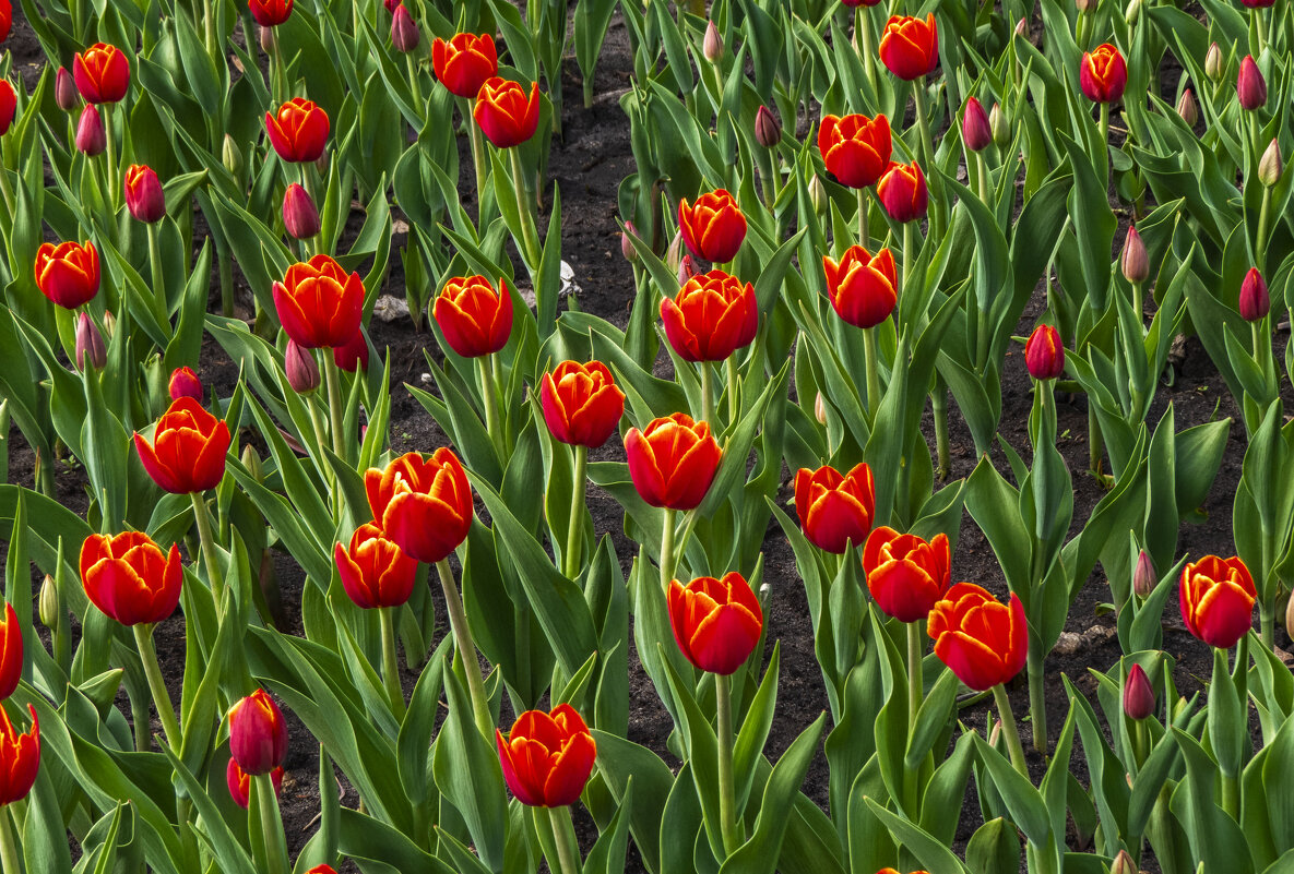 ДОРОГИЕ ЖЕНЩИНЫ! Поздравляю с прекрасным праздником 8 МАРТА! - Сергей Цветков