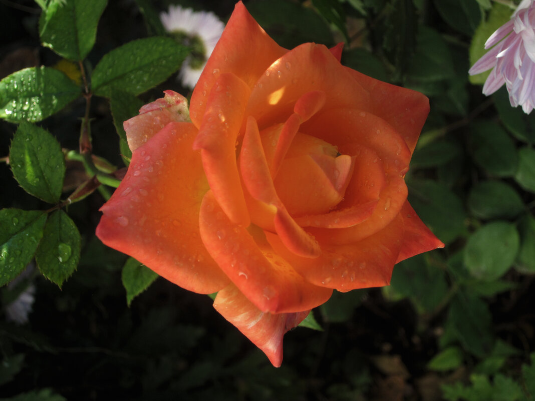 Оранжевая роза - Валентин Семчишин Оранжевая роза - Валентин Семчишин