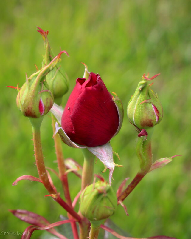 С праздником Дорогие женщины!!! - Andrey Lomakin С праздником Дорогие женщины!!! - Andrey Lomakin