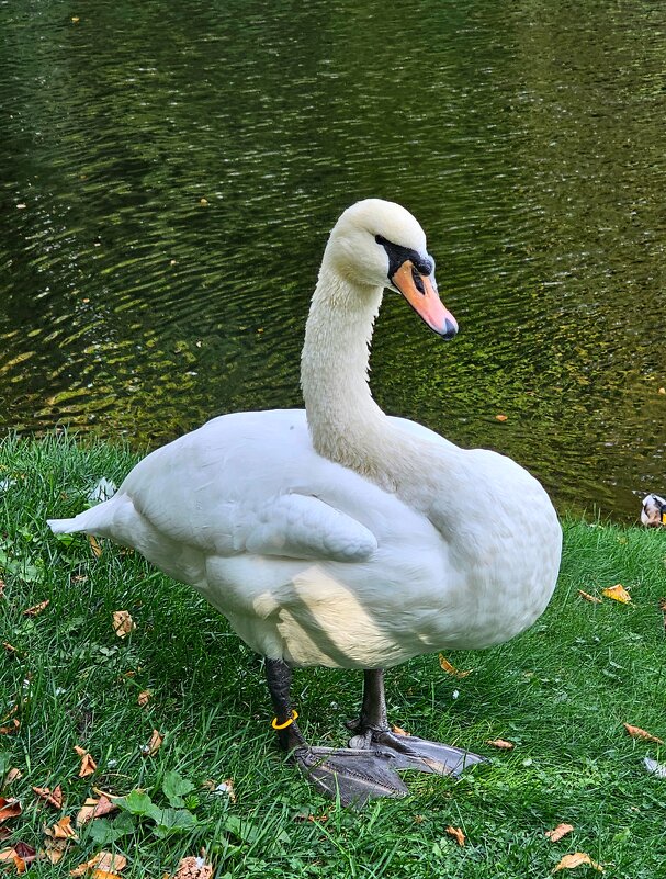 Лебедь - Юлия Голикова