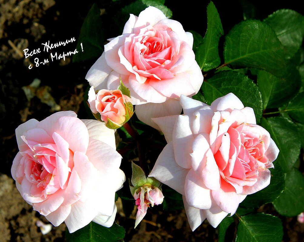 ** - Vlad Сергиевич ** - Vlad Сергиевич