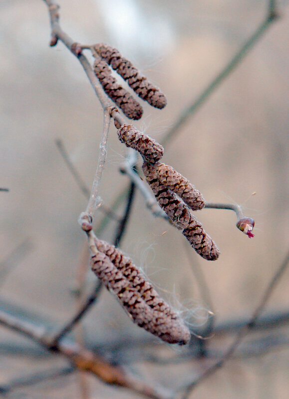 Весна! - Игорь Шевердин