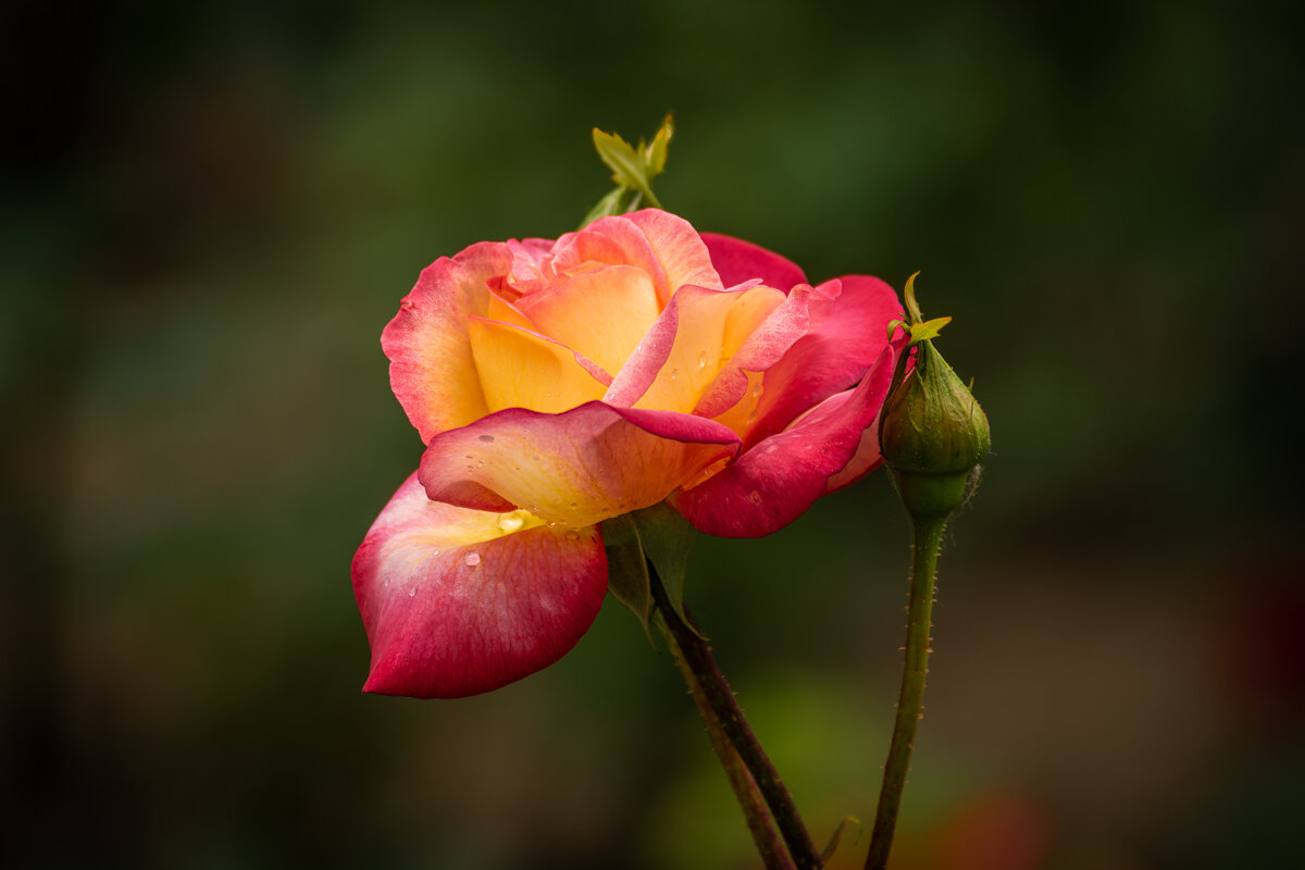 С праздником весны, очарования и женственности! - Игорь Сикорский