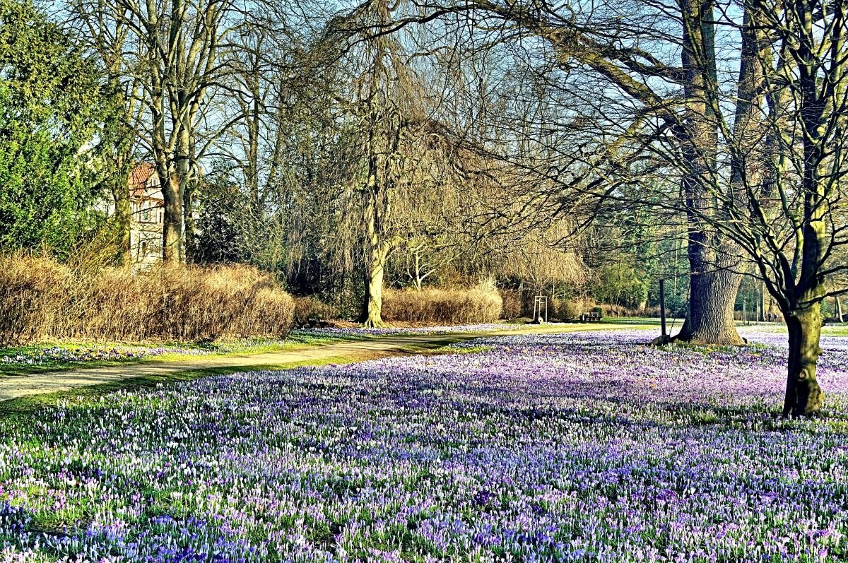 Городской парк. Крокусы. - Галина Шеина-Мюльдорфер