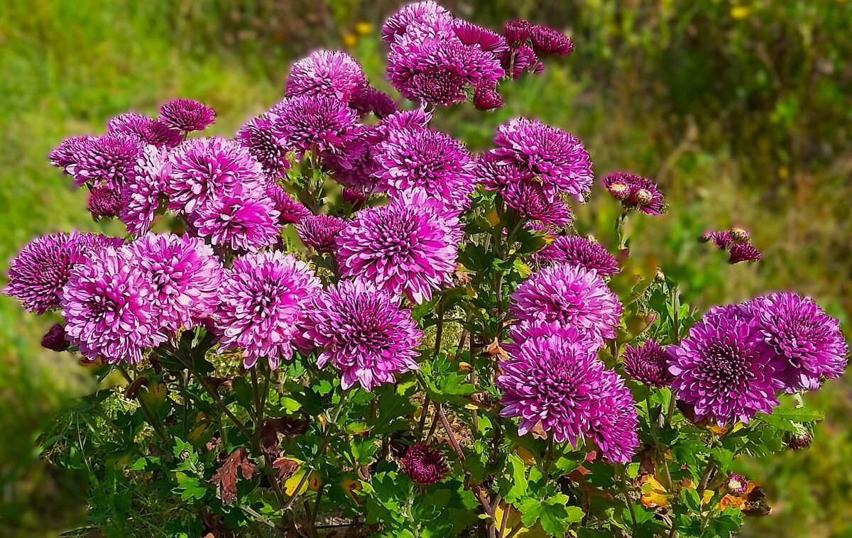 ***праздничный букет*** - Olga Oskolkova