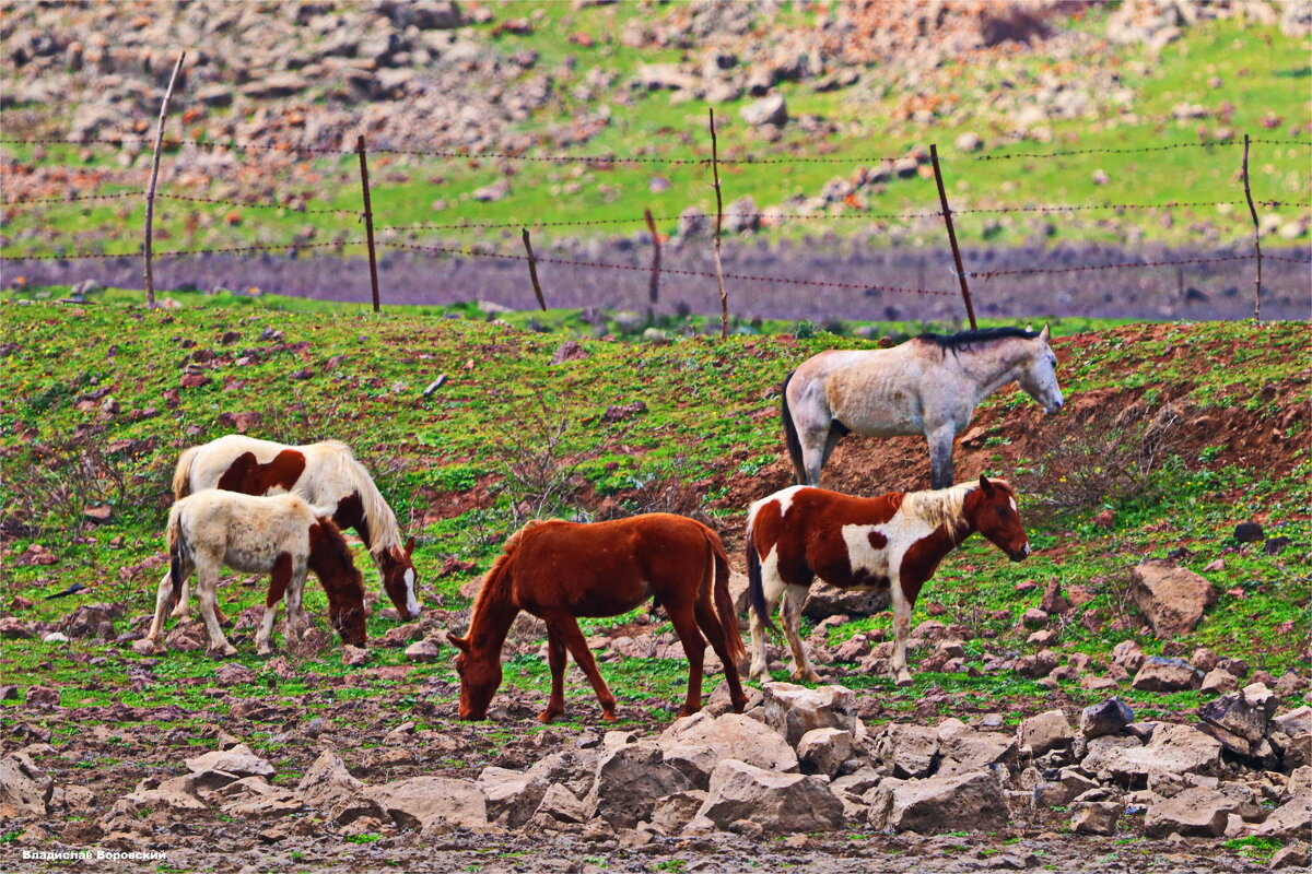 ЛАШТКИ - Владислав Воровский 