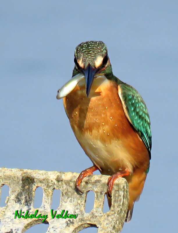 Обычный зимородок с уловом - Николай Волков Обычный зимородок с уловом - Николай Волков