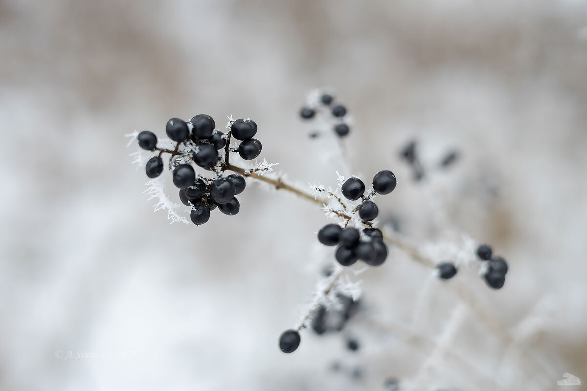 Ветка бузины с ягодами - Александр Синдерёв