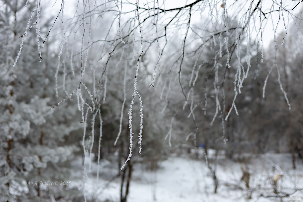 Подвески зимы - Александр Синдерёв Подвески зимы - Александр Синдерёв