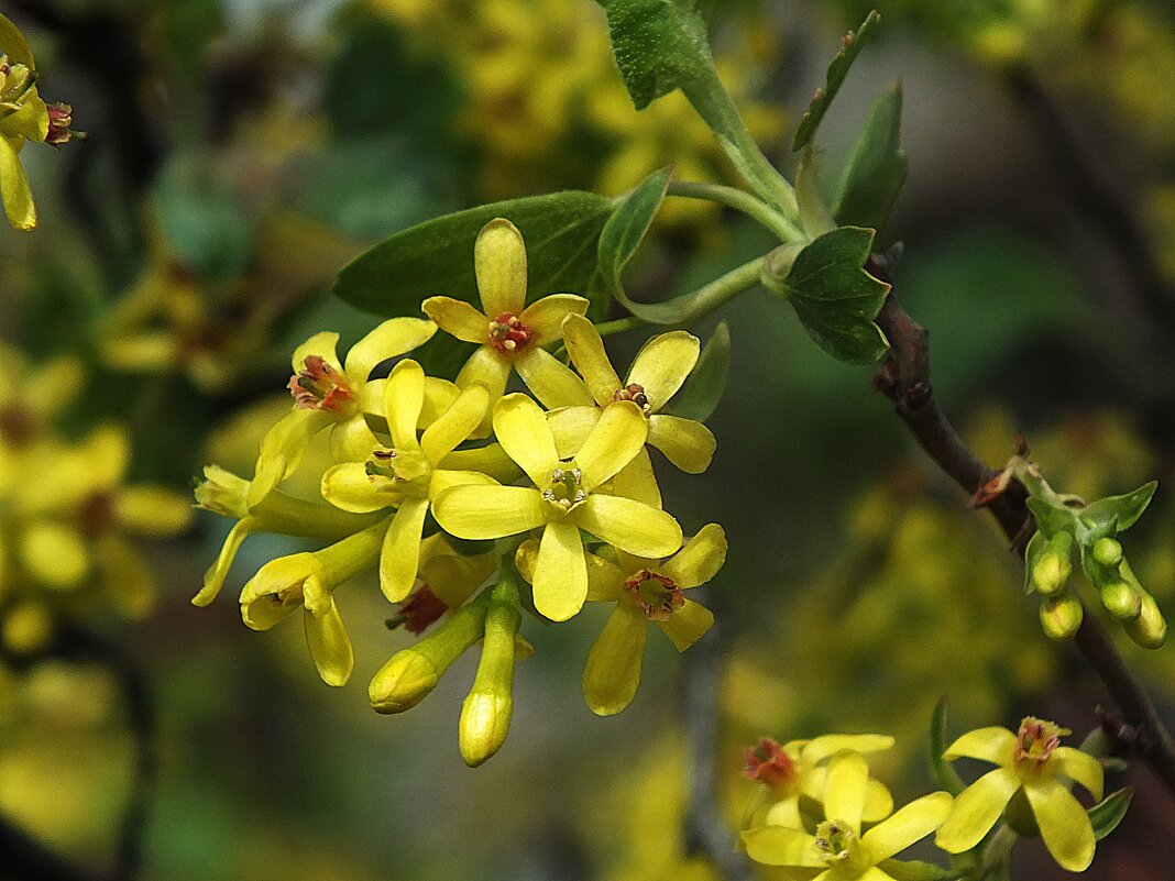 ** - Зоя Мишина