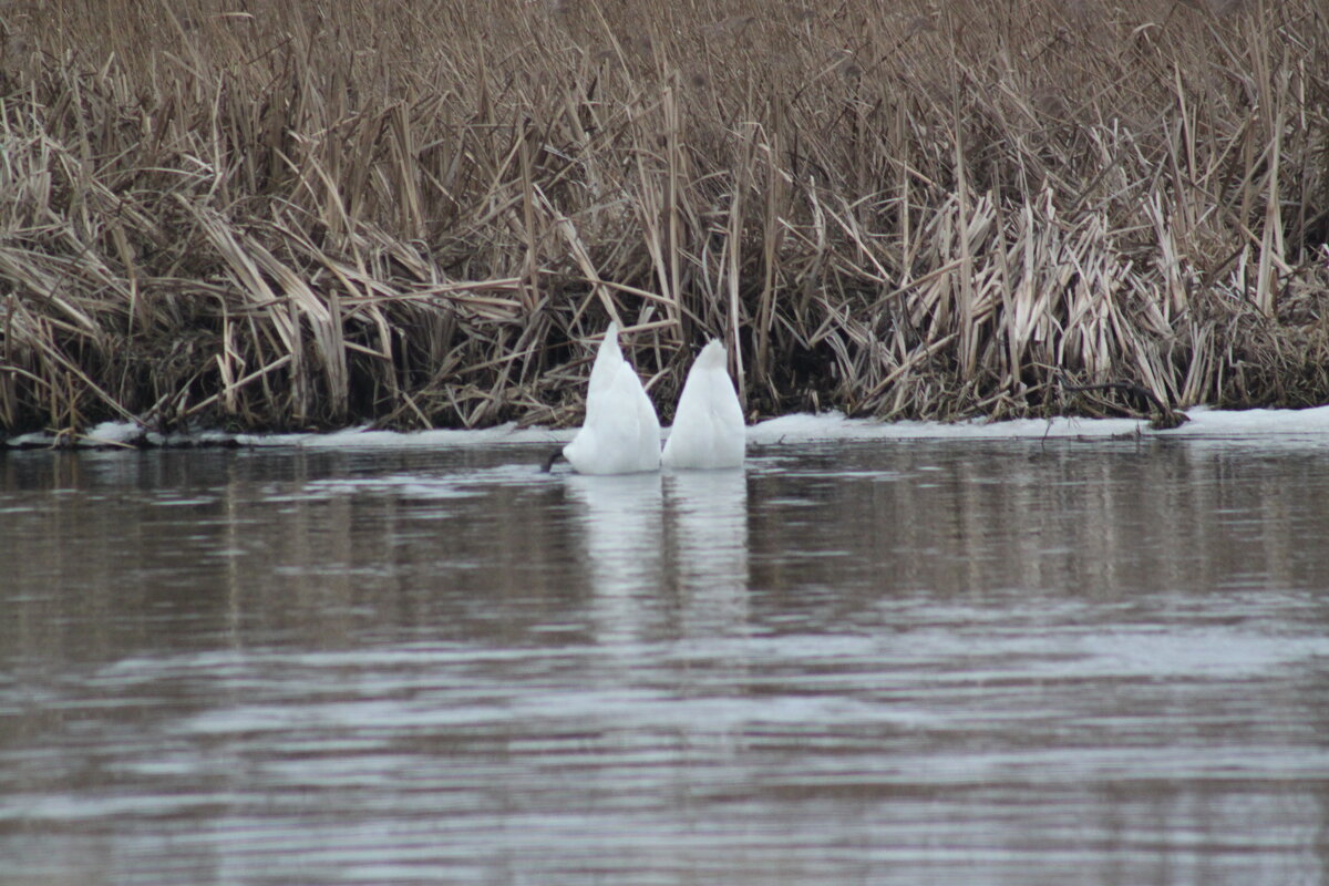 . - Сергей Асташонок