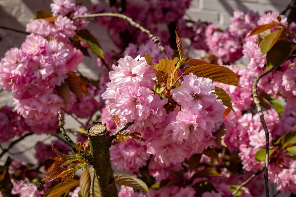Цветение сакуры... - Николай Гирш Цветение сакуры... - Николай Гирш
