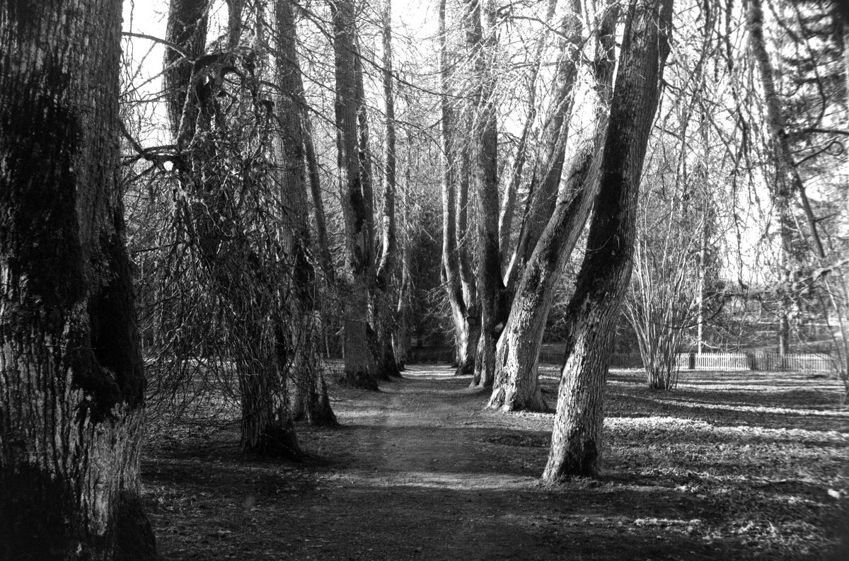 Липовая аллея Анны Керн - Олег Зоркий