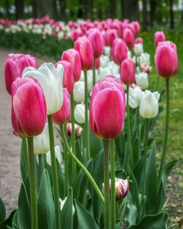 Тюльпаны - Владимир Колесников