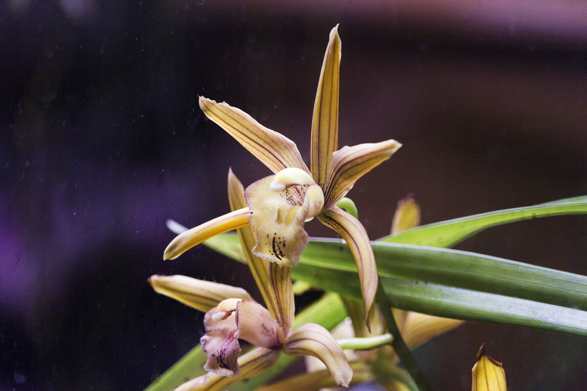 Редкая Орхидея - Алексей Булак Редкая Орхидея - Алексей Булак