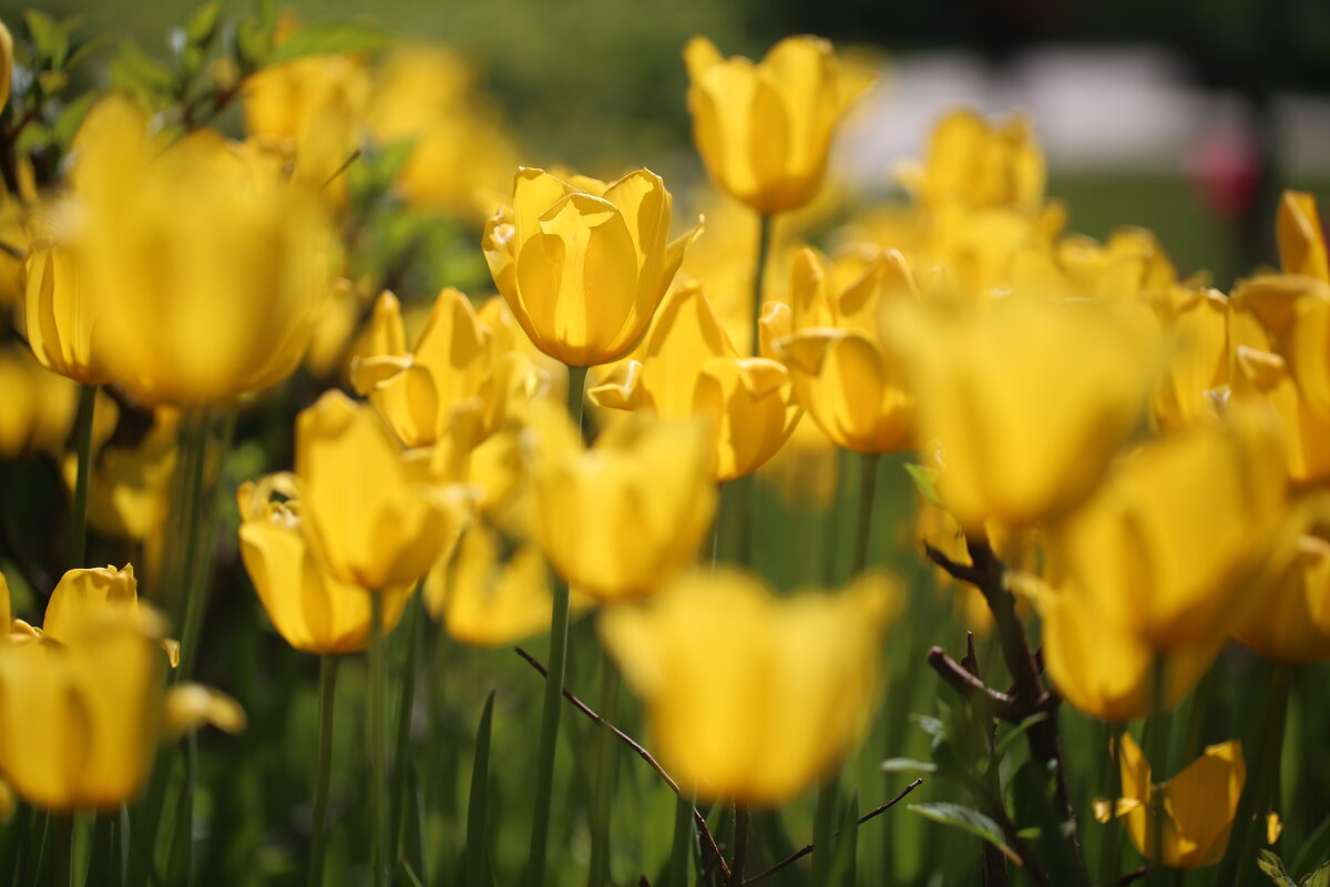 С Праздником Весны,Любви и Женского очарования!!! - Ninell Nikitina С Праздником Весны,Любви и Женского очарования!!! - Ninell Nikitina