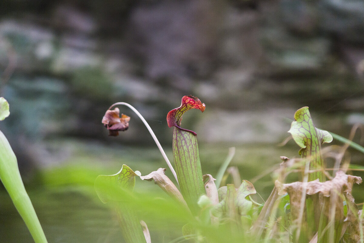 Жирянка - Алексей Булак Жирянка - Алексей Булак